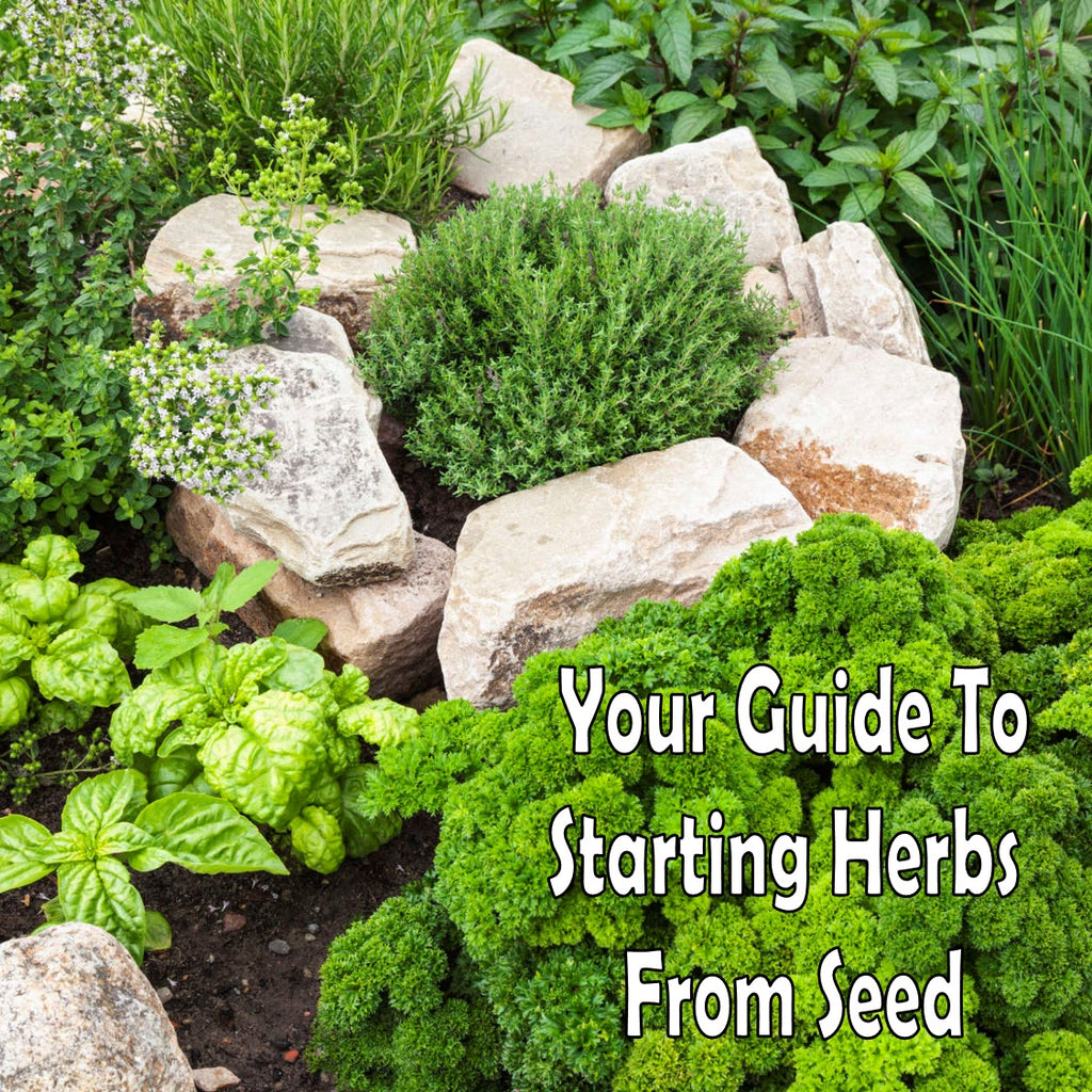 Growing Culinary Herbs From Seed