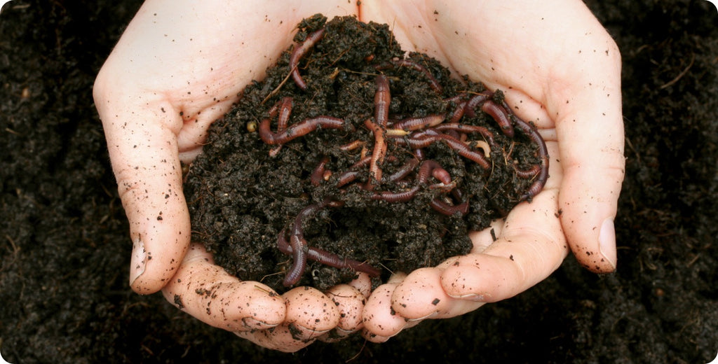 Worm Composting Q&A with Cathy Nesbitt of Cathy's Crawly Composters