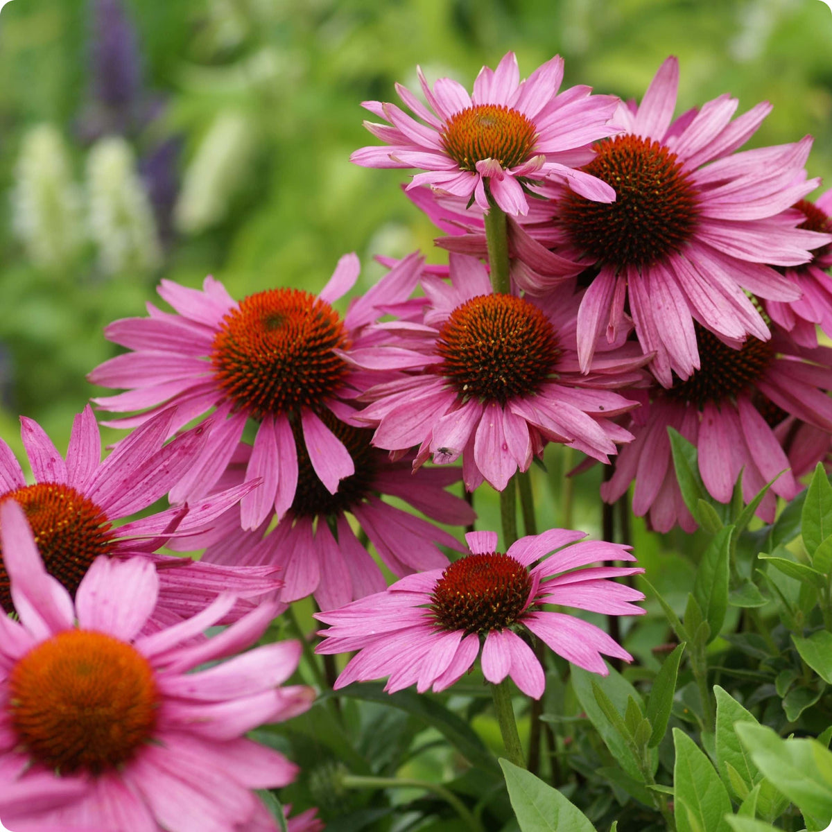 Medicinal Herbs The Incredible Seed Company Ltd