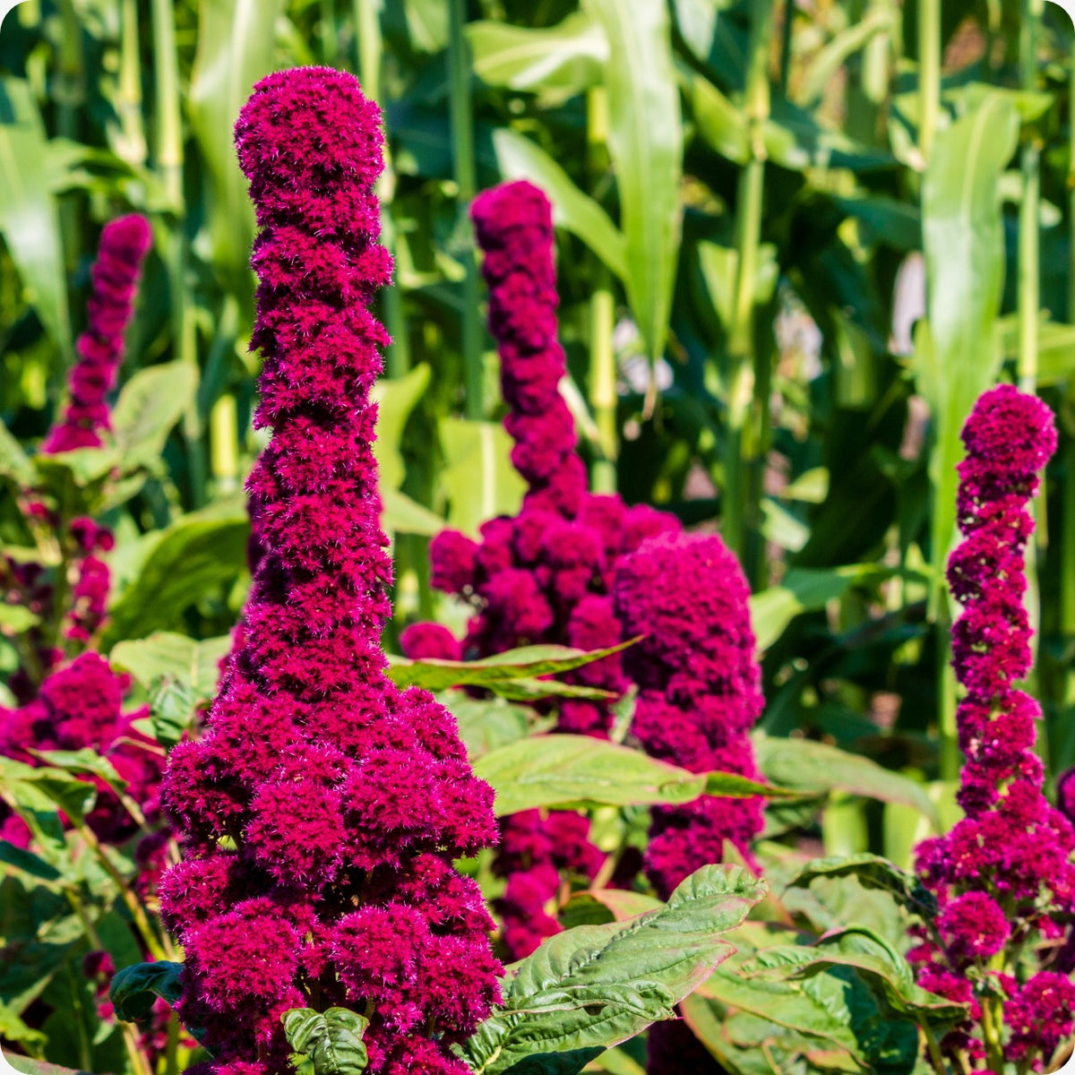 elephant head flower seeds Amaranth Seeds