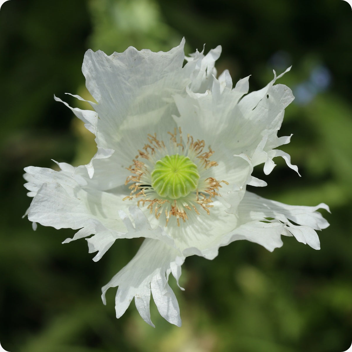 Poppy Seeds