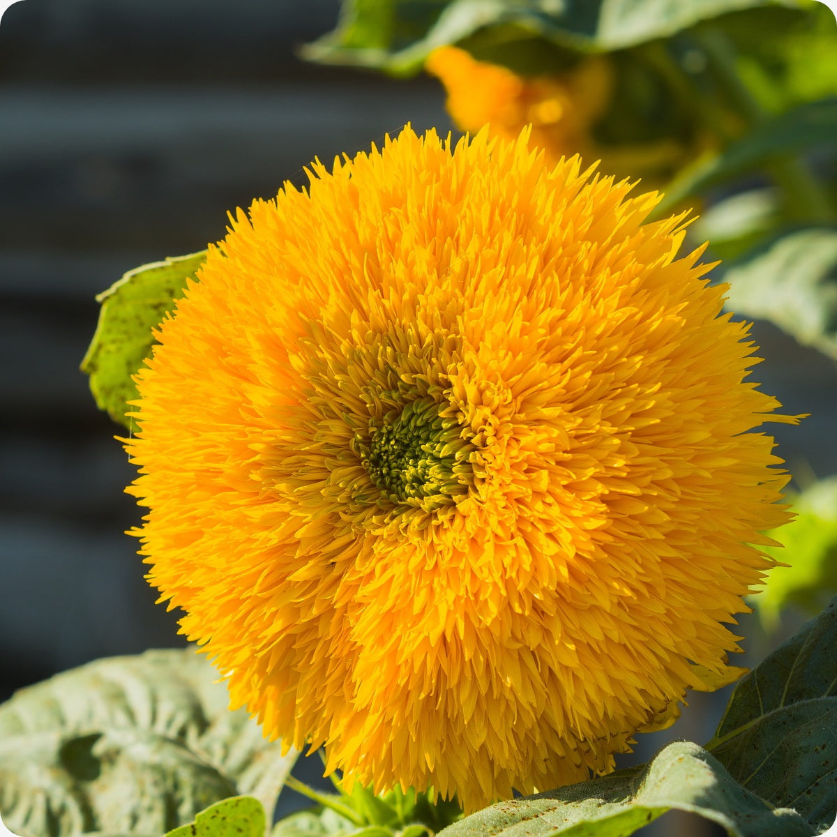 Mother Nature's Seeds Sunflower Teddy Bear Dwarf Double Sungold, 100 Seeds, Non-GMO