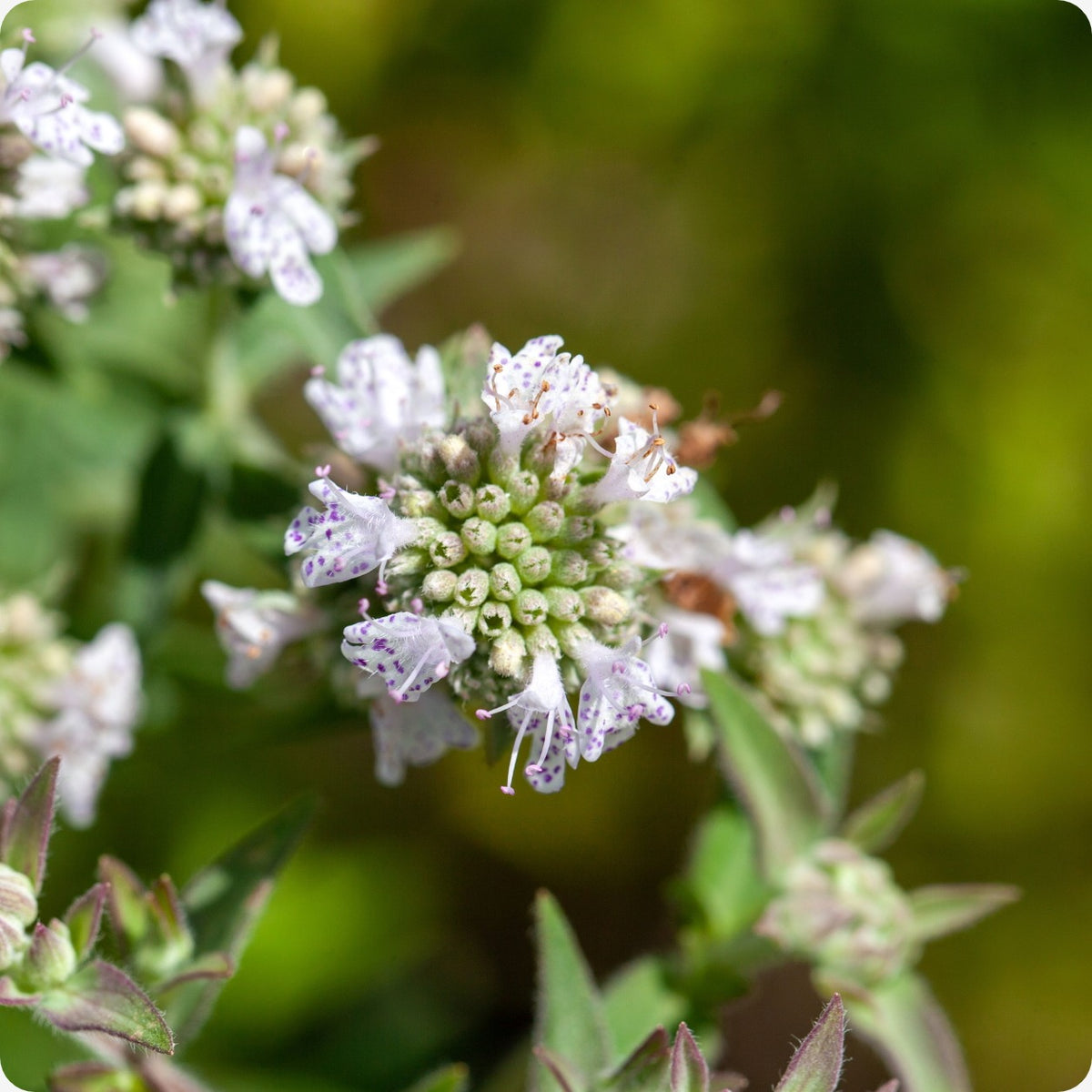plant mint family healthful seeds Mint Seeds