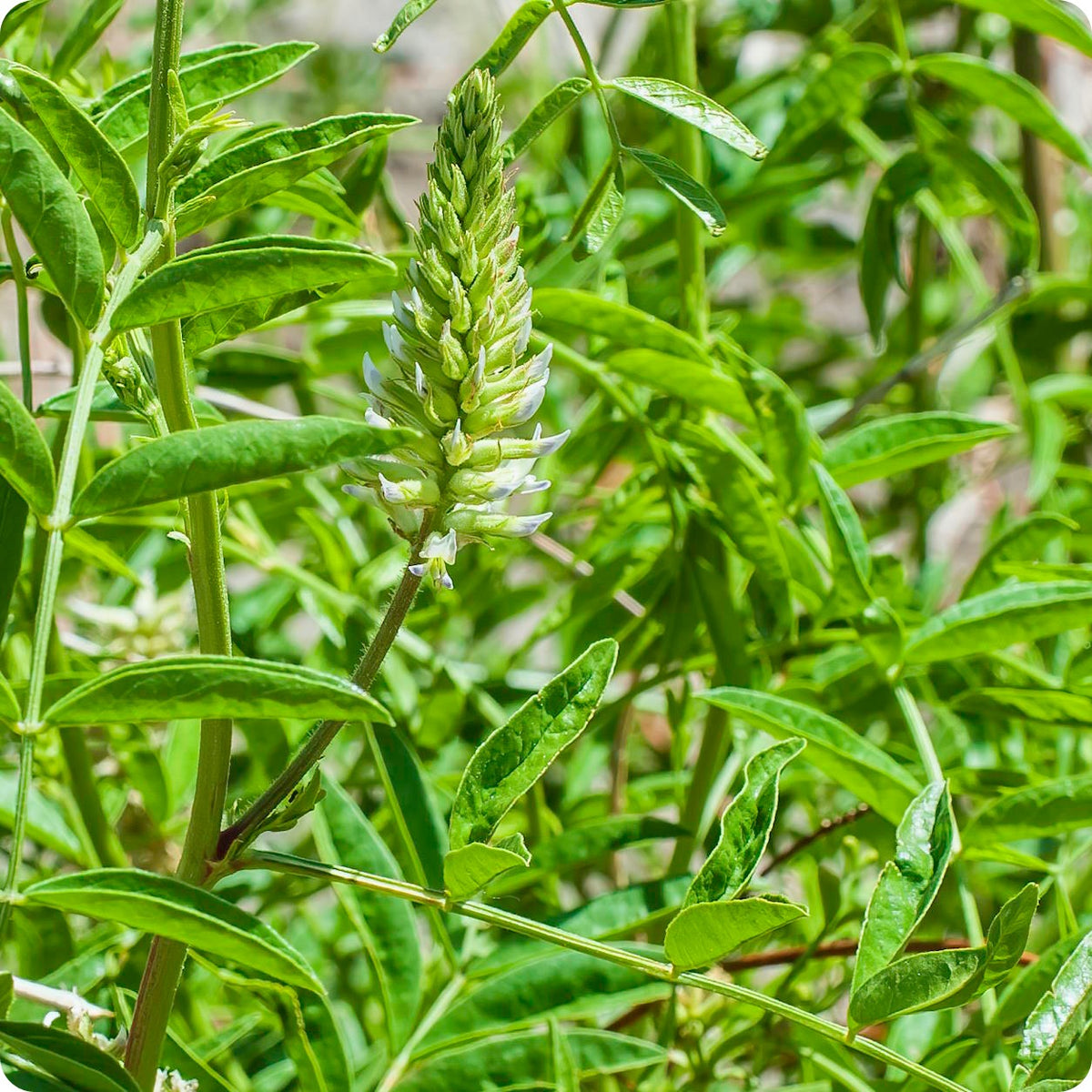 Licorice Seeds