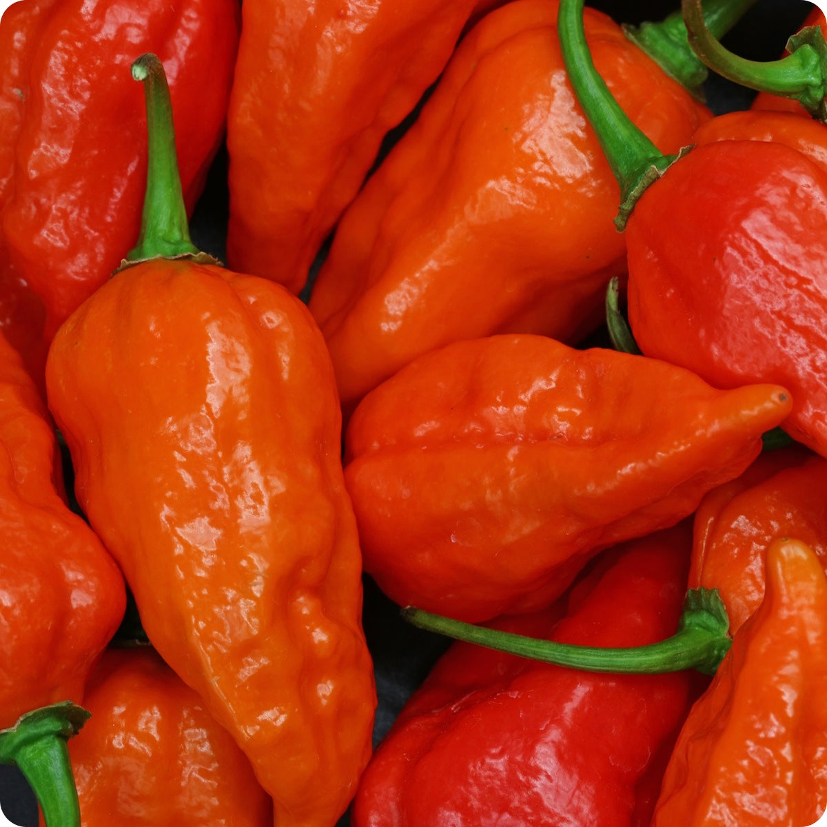 Pepper Seeds, Hot Habanero, Hot Paper Lantern The Incredible Seed