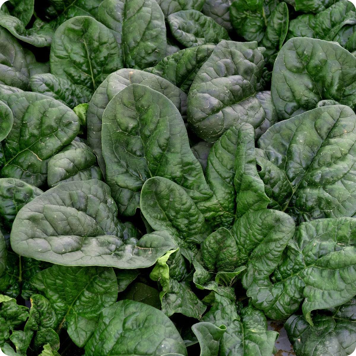 Winter Bloomsdale Spinach Seeds Heirloom Untreated NONGMO From