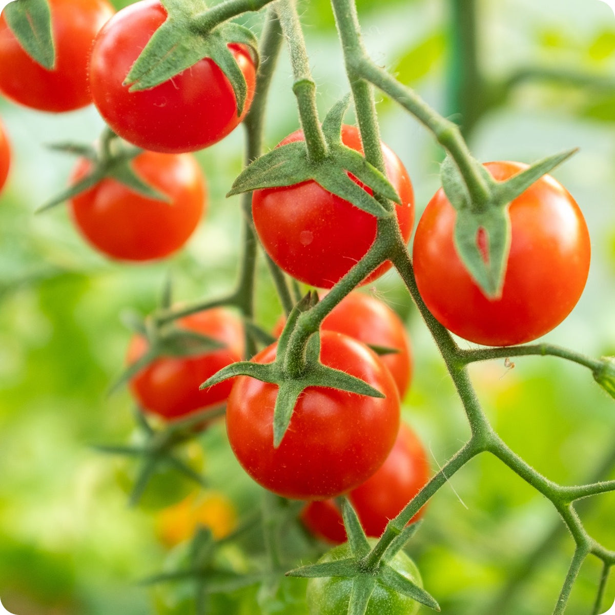 Tomato-