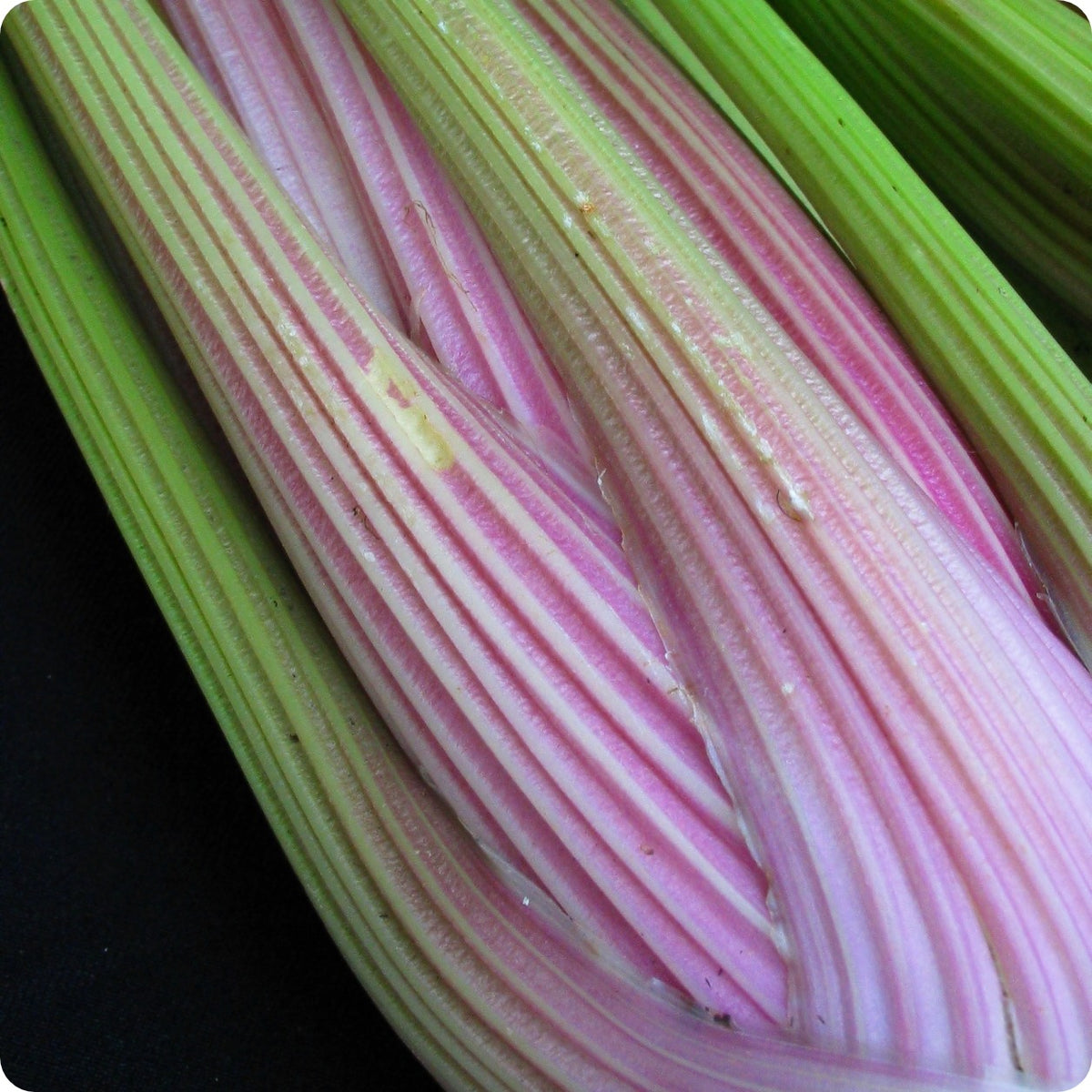 Celery Seeds - Pink Plume – The Incredible Seed Company Ltd