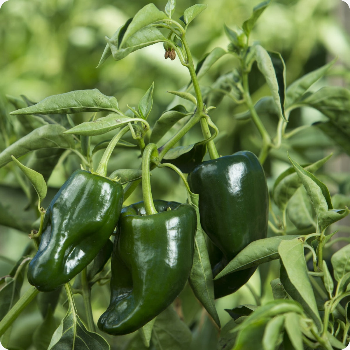 Pepper Seeds, Hot
