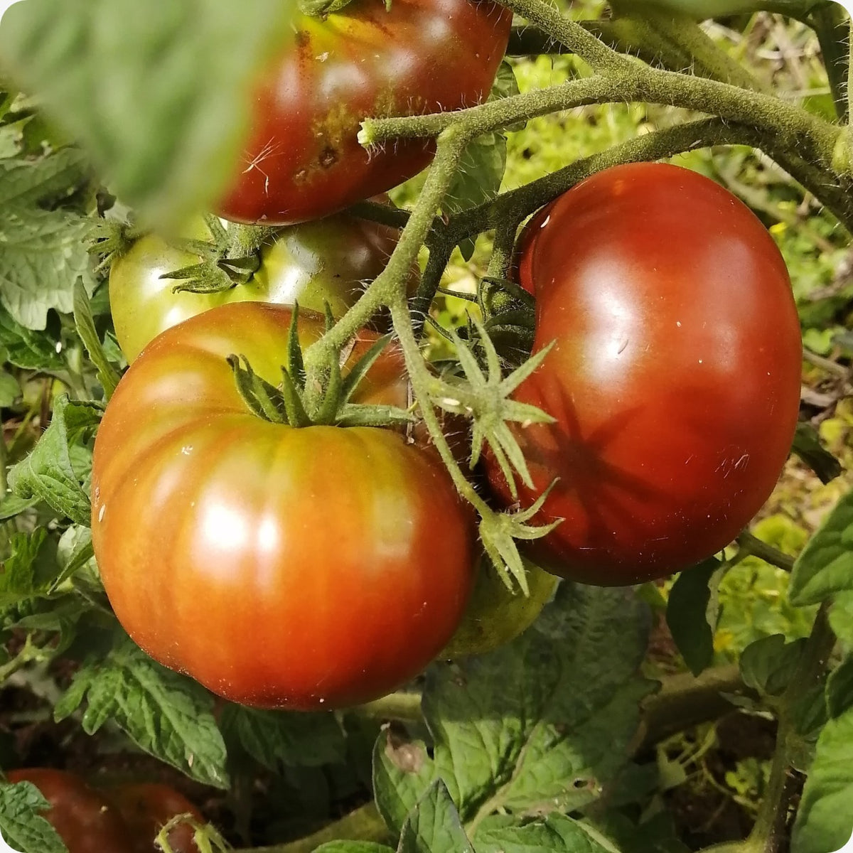 Tomato Seeds, Dwarf - Tasmanian Chocolate – The Incredible Seed