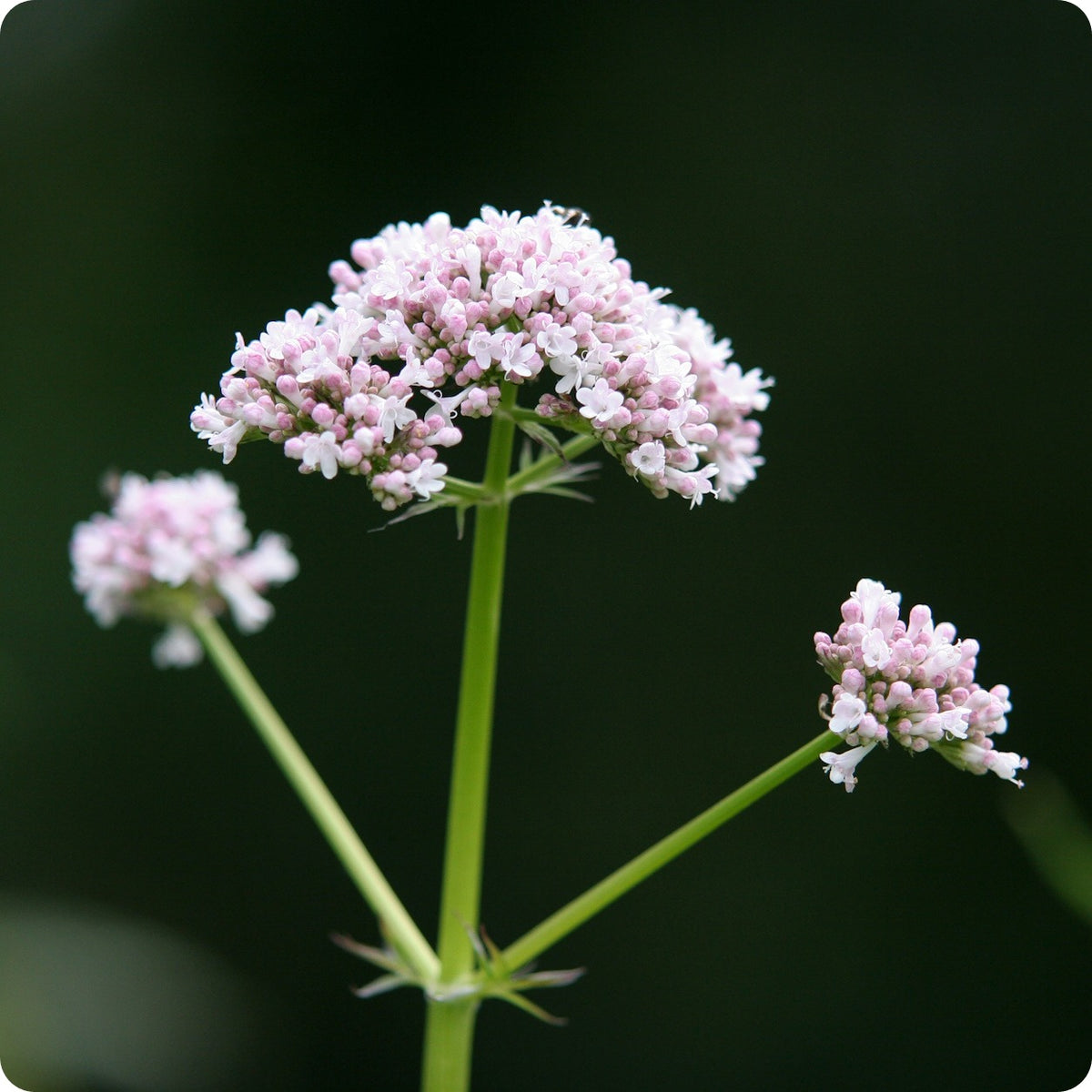 valerian plant indoors Valerian Seeds – Heirloom Untreated NON-GMO From Canada