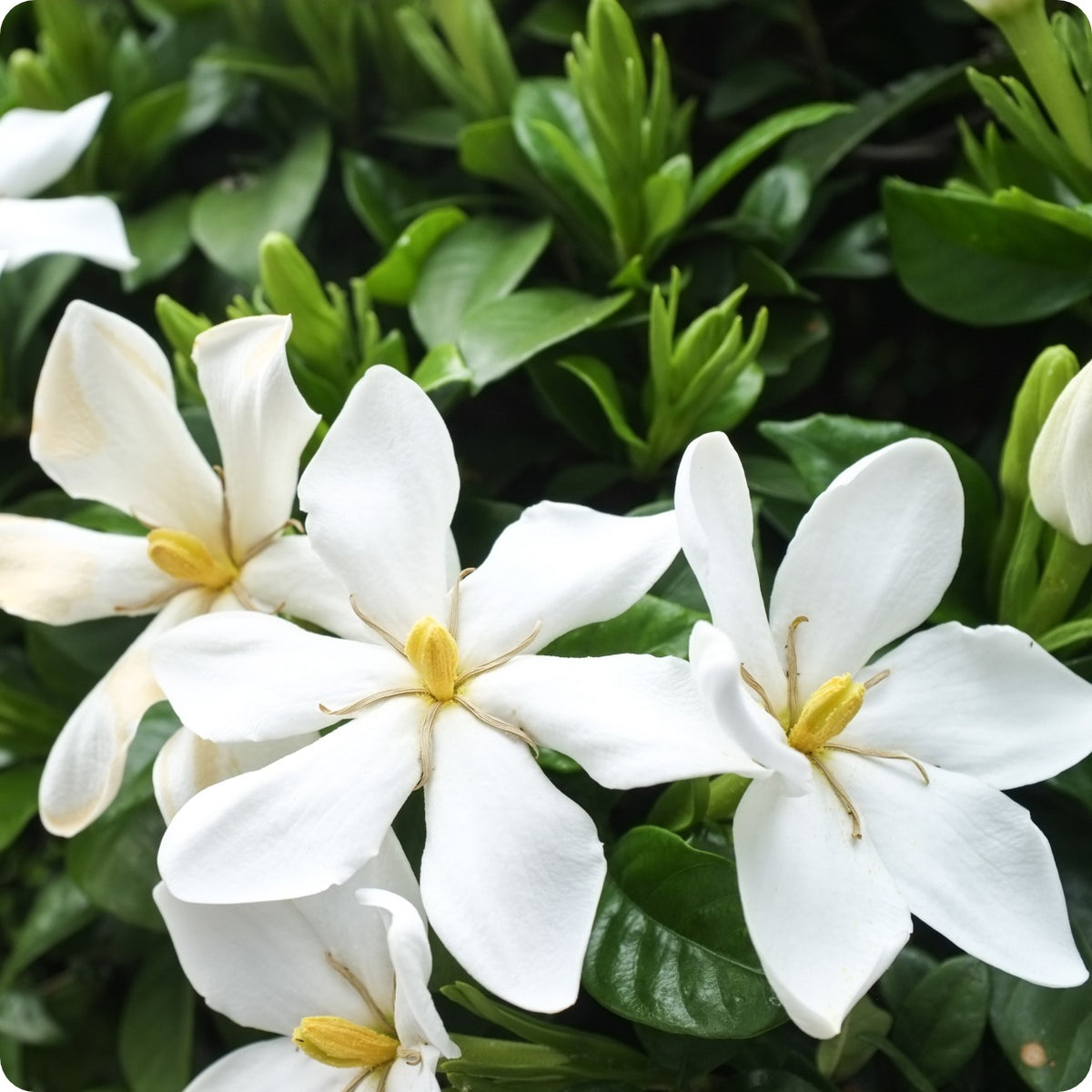 ZCapeJasmine_1200x1200.jpg?v=