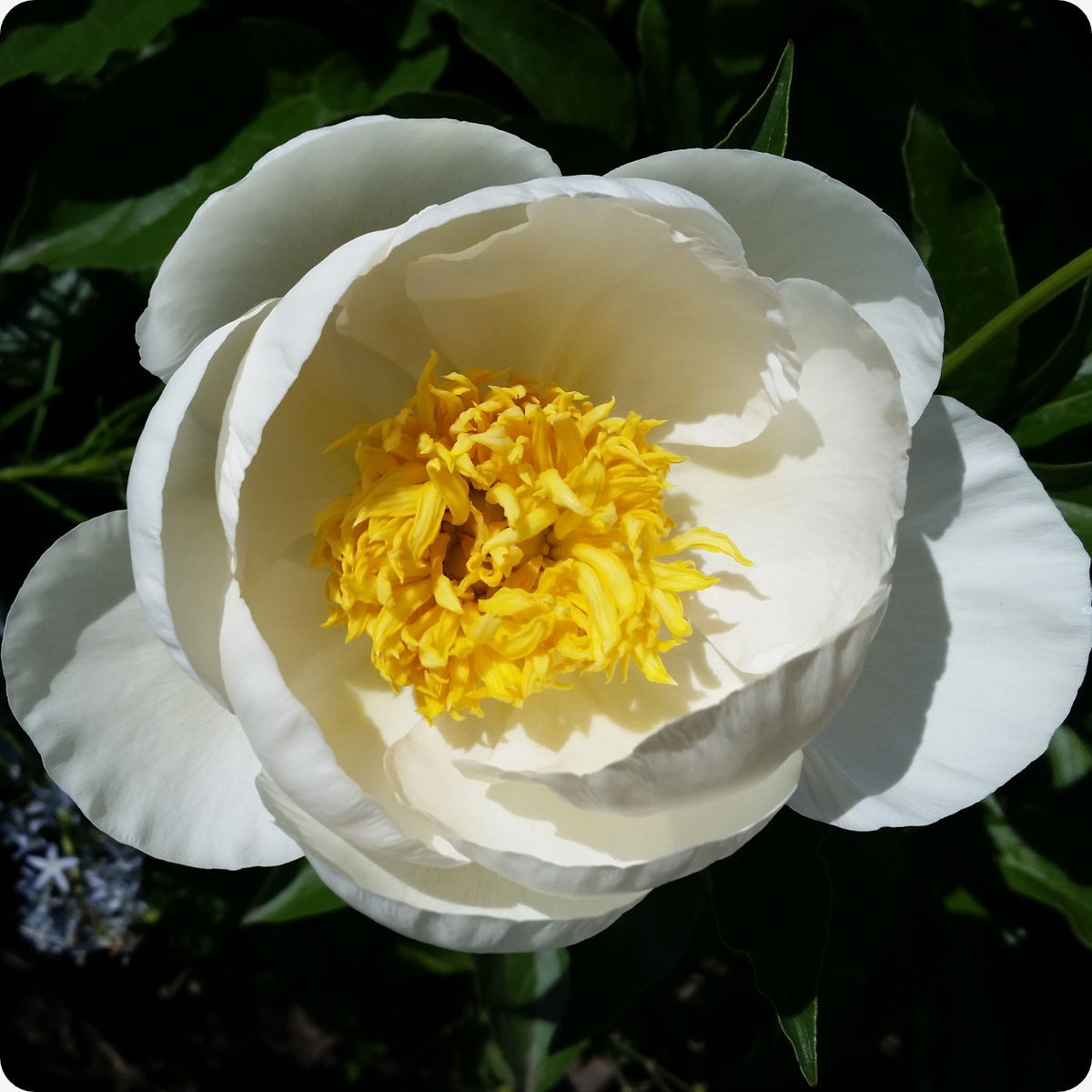 ✳︎peony✳︎ ZPeony-CommonChinese_1200x1200