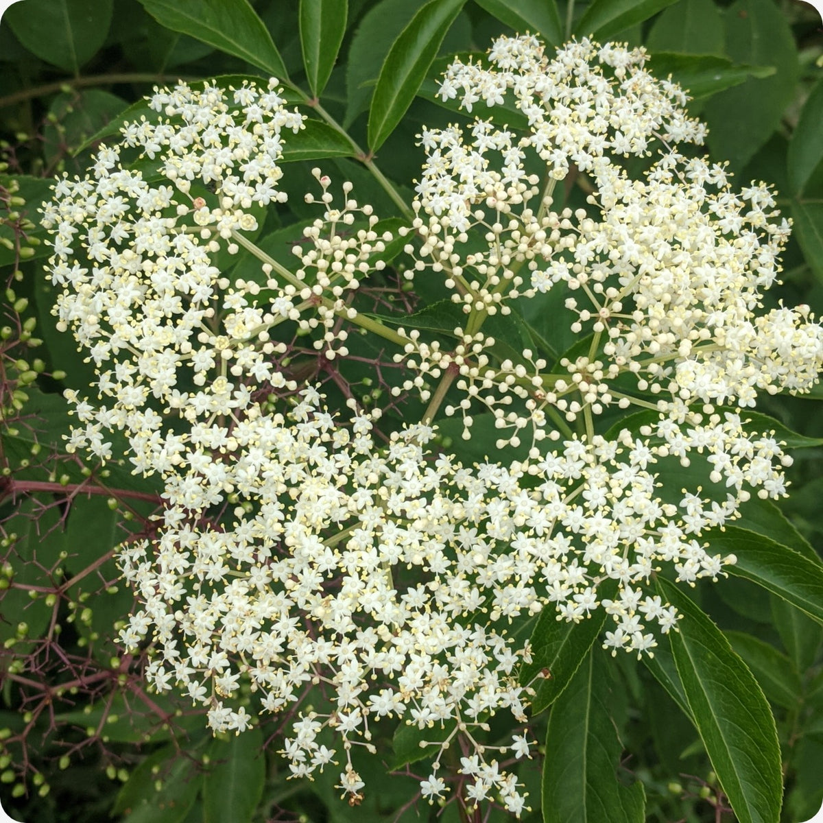 elderberry seeds to plant Elderberry Seeds