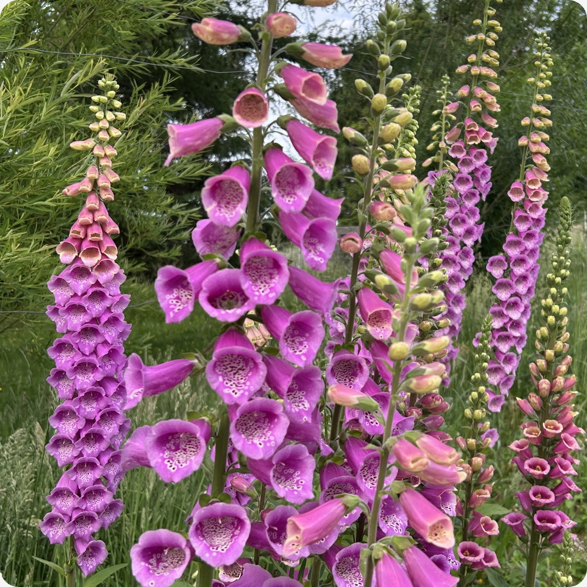 Foxglove Seeds - Purple Faerie Glove – The Incredible Seed Company Ltd