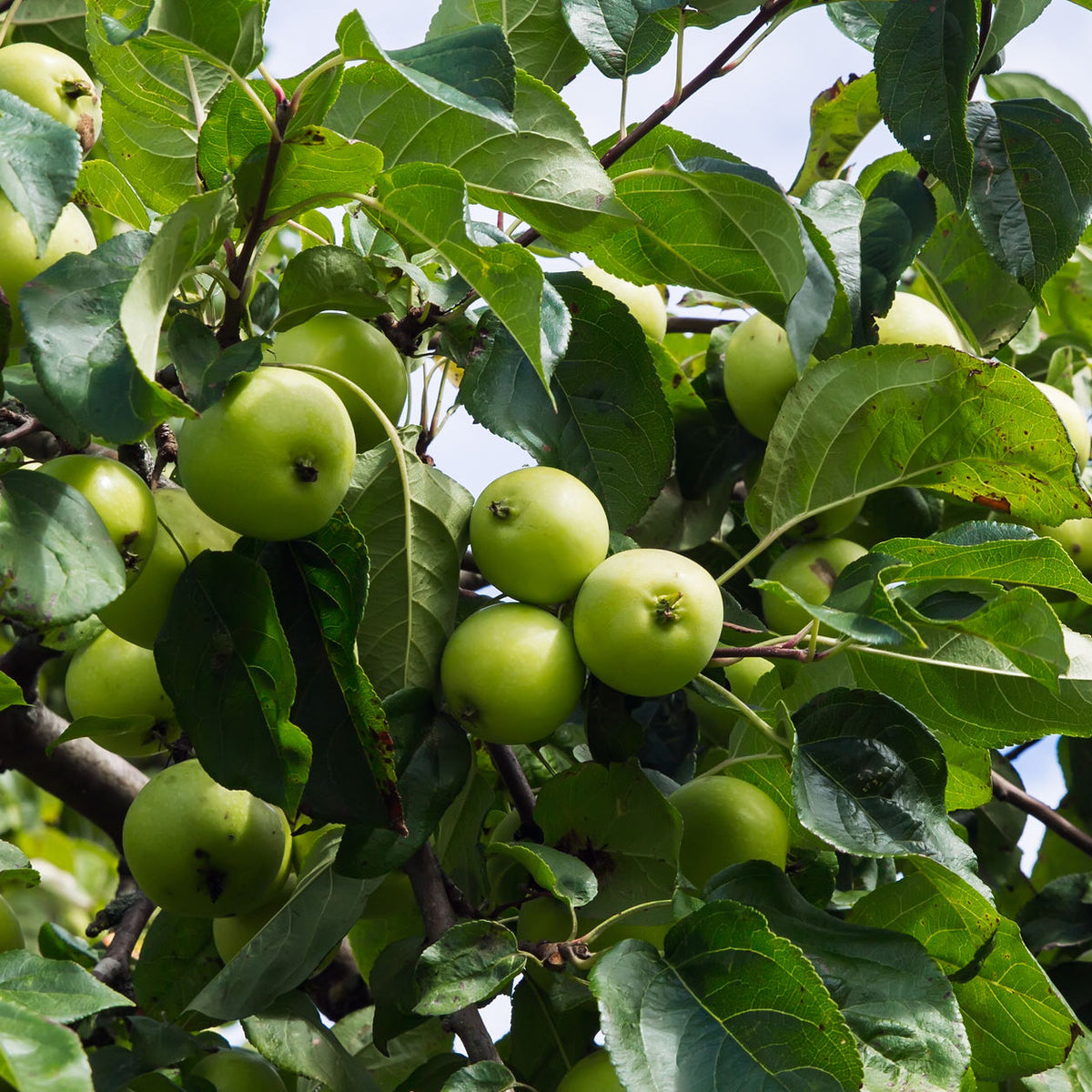 Apple Seeds - Antonovka – The Incredible Seed Company Ltd