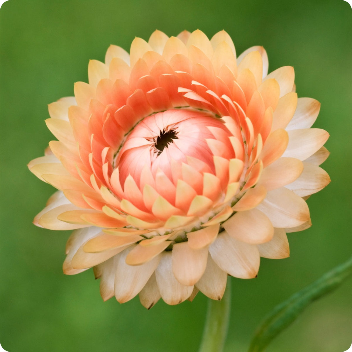 Strawflower Seeds Apricot Peach The Incredible Seed Company Ltd