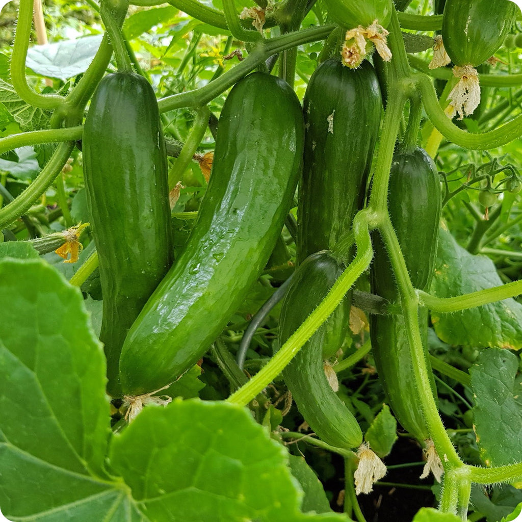 Burpless Cucumber Seedlings At Timothy Stump Blog Burpless Cucumber Seedlings At Timothy Stump Blog