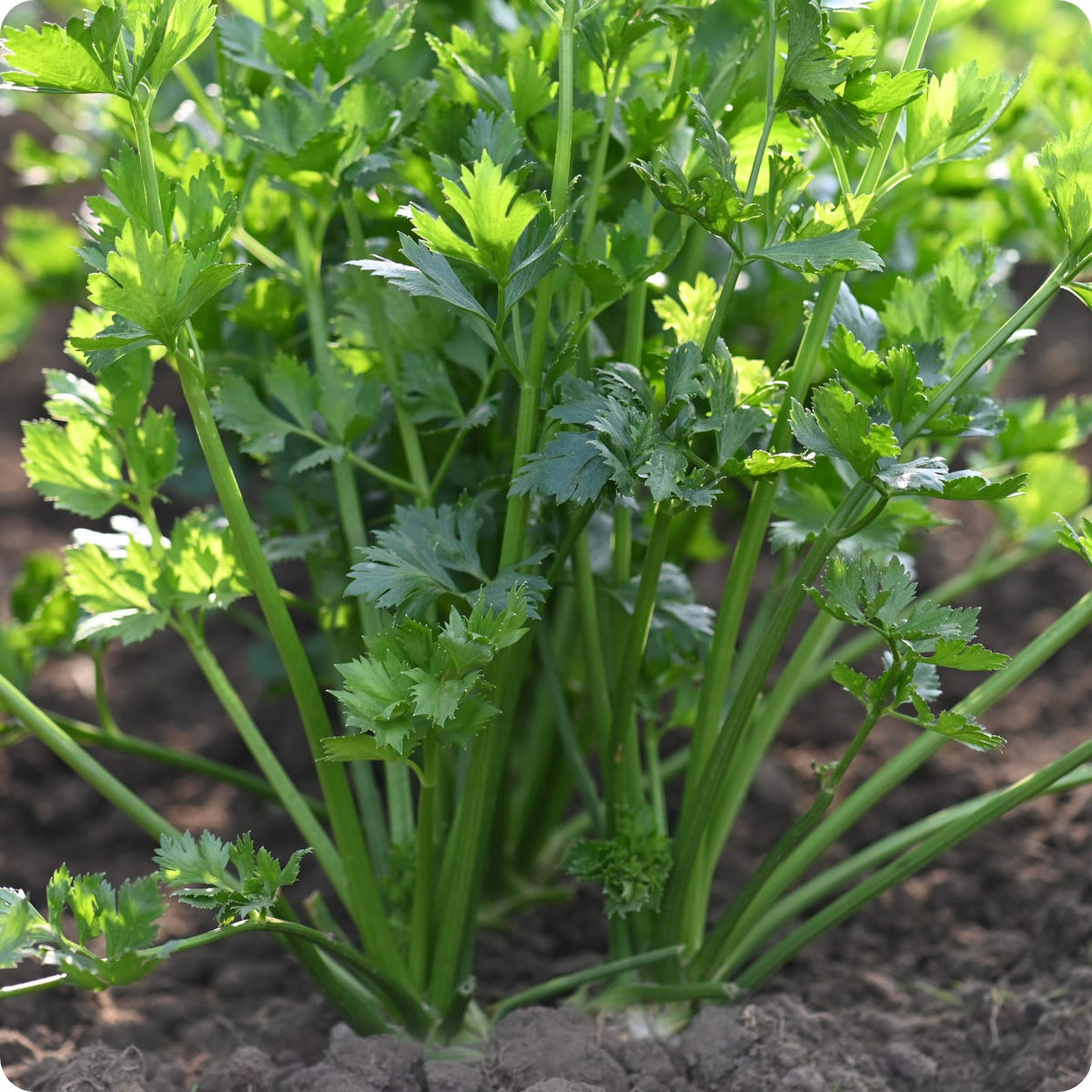 Cutting Celery Seeds – Heirloom Untreated NON-GMO From Canada