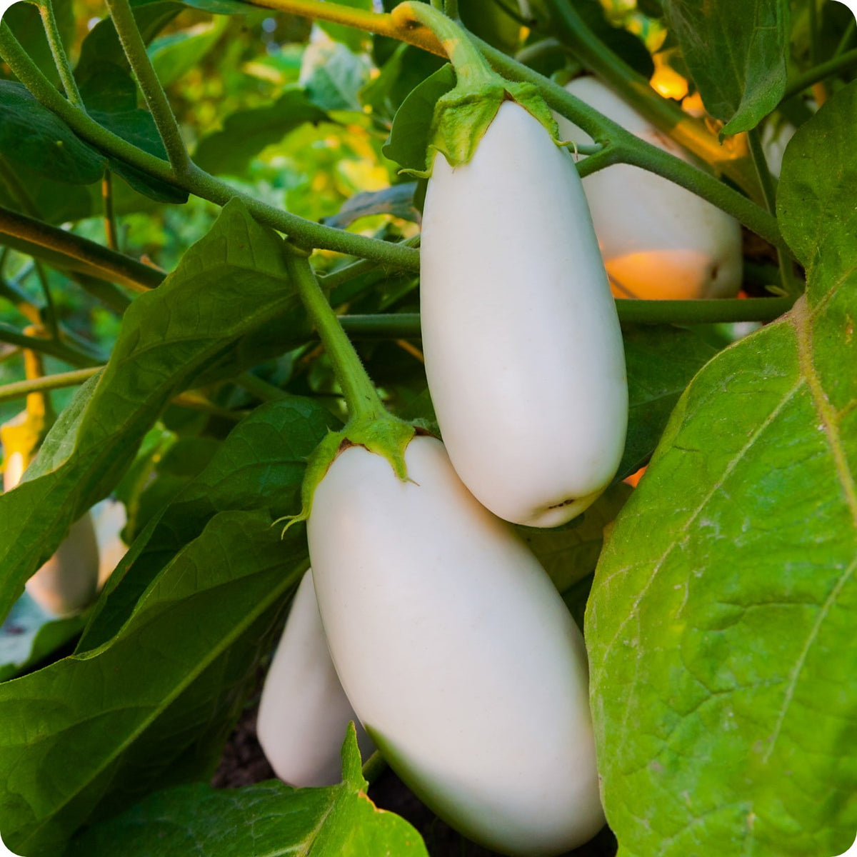 Eggplant Seeds - Casper – The Incredible Seed Company Ltd
