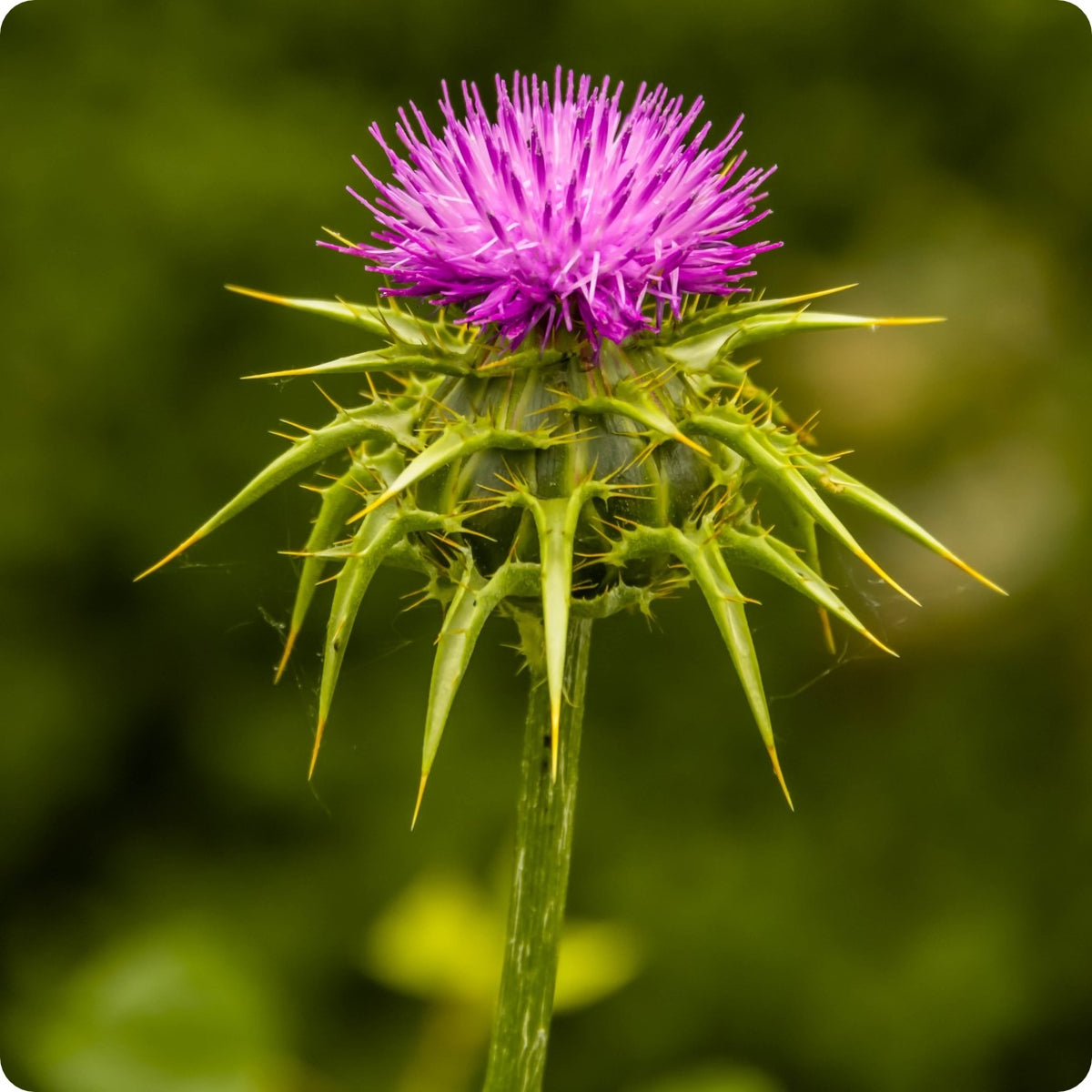 milk thistle plant seeds Milk Thistle Seeds – Heirloom Untreated NON-GMO From Canada