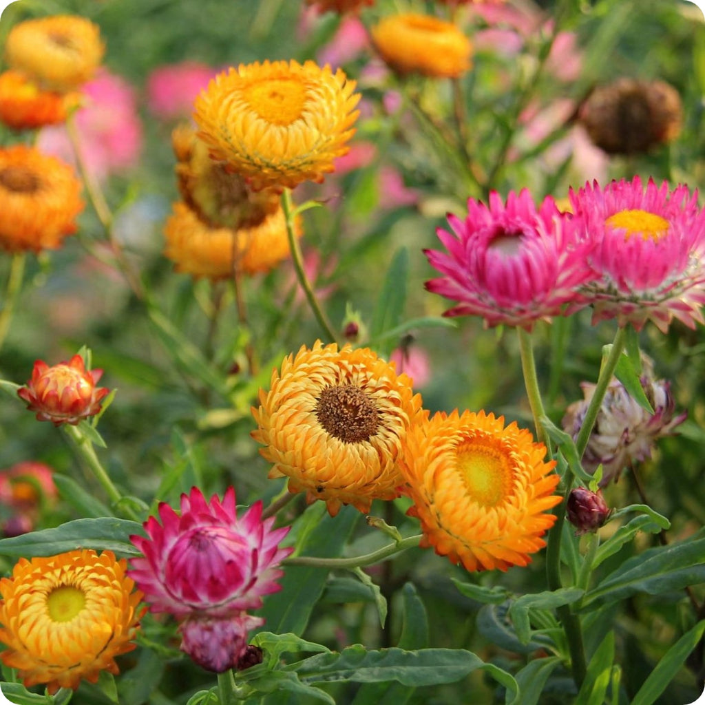 Strawflower Seeds Sultane Mix Heirloom Untreated NONGMO From Canada