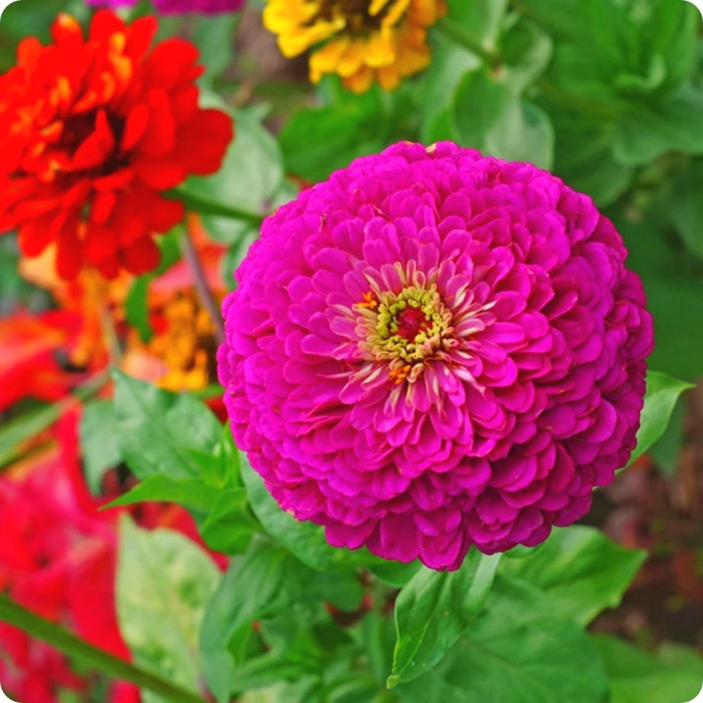 Zinnia Seeds Giant Dahlia Mix Heirloom Untreated NONGMO From Canada