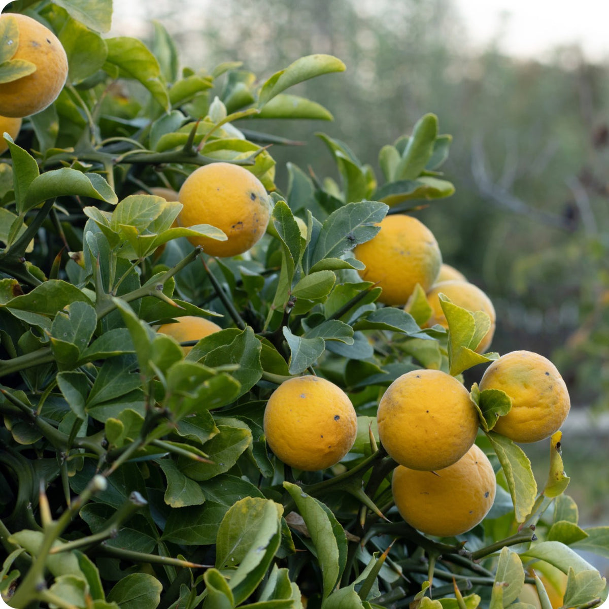 Hardy Orange Seeds – The Incredible Seed Company Ltd