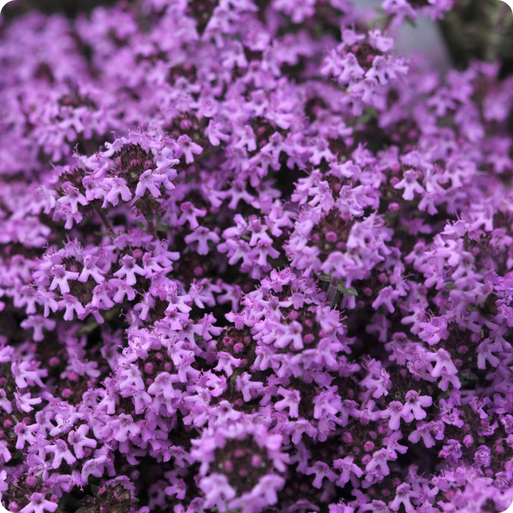 Thyme Seeds Creeping Heirloom Untreated NONGMO From Canada