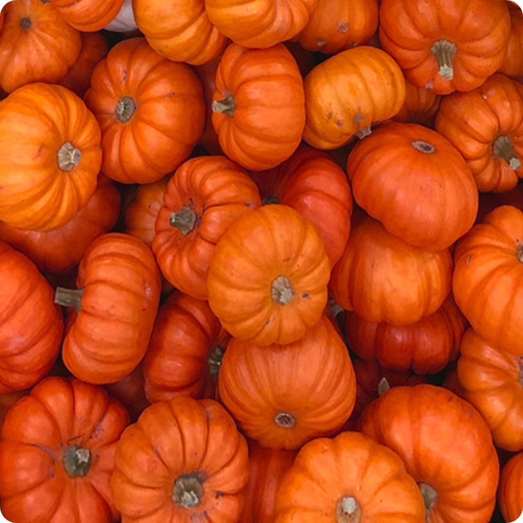 Jack Be Little Pumpkin Seeds Heirloom Untreated NONGMO From Canada