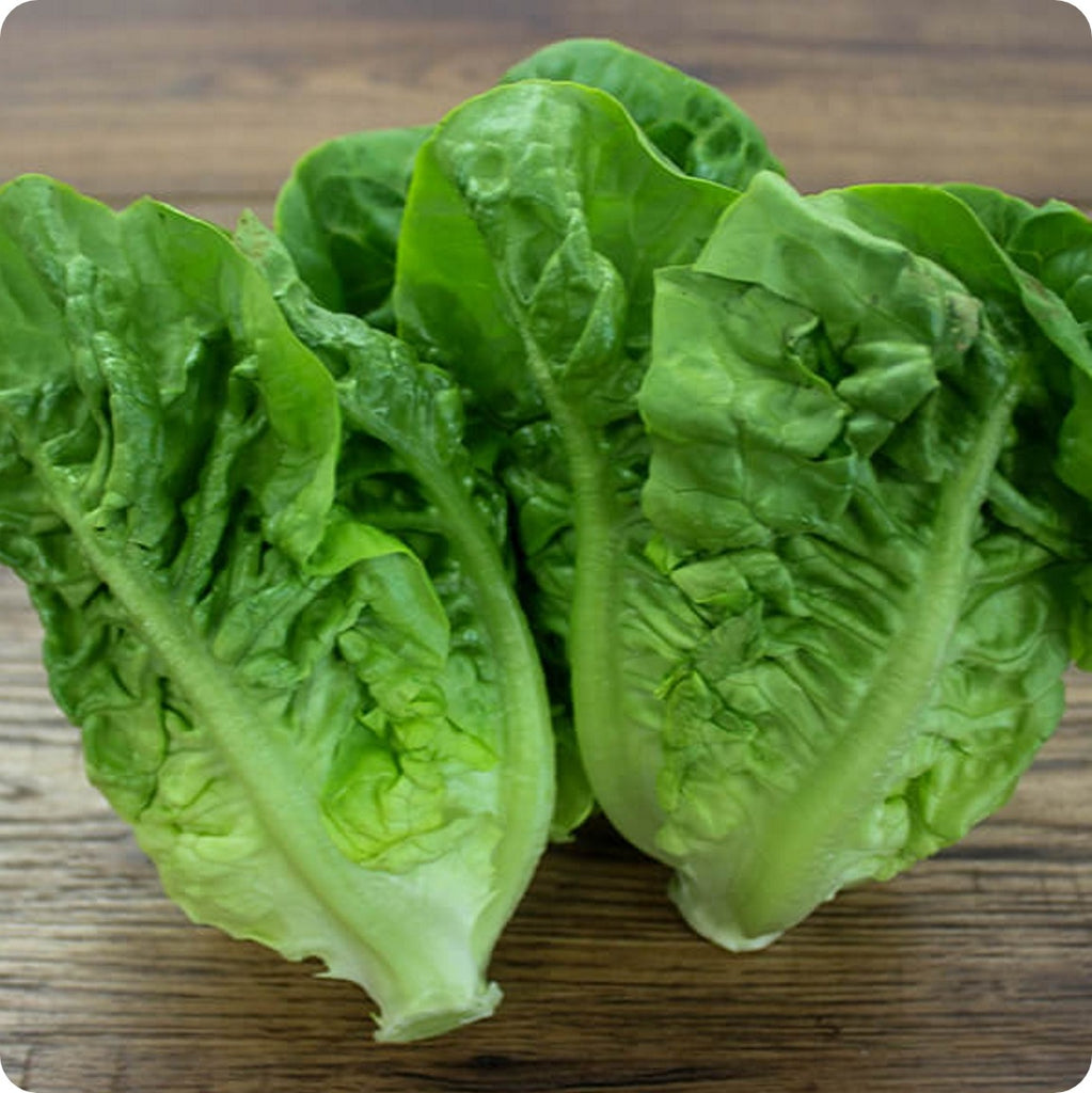 Lettuce Seeds Little Gem Heirloom Untreated NONGMO From Canada