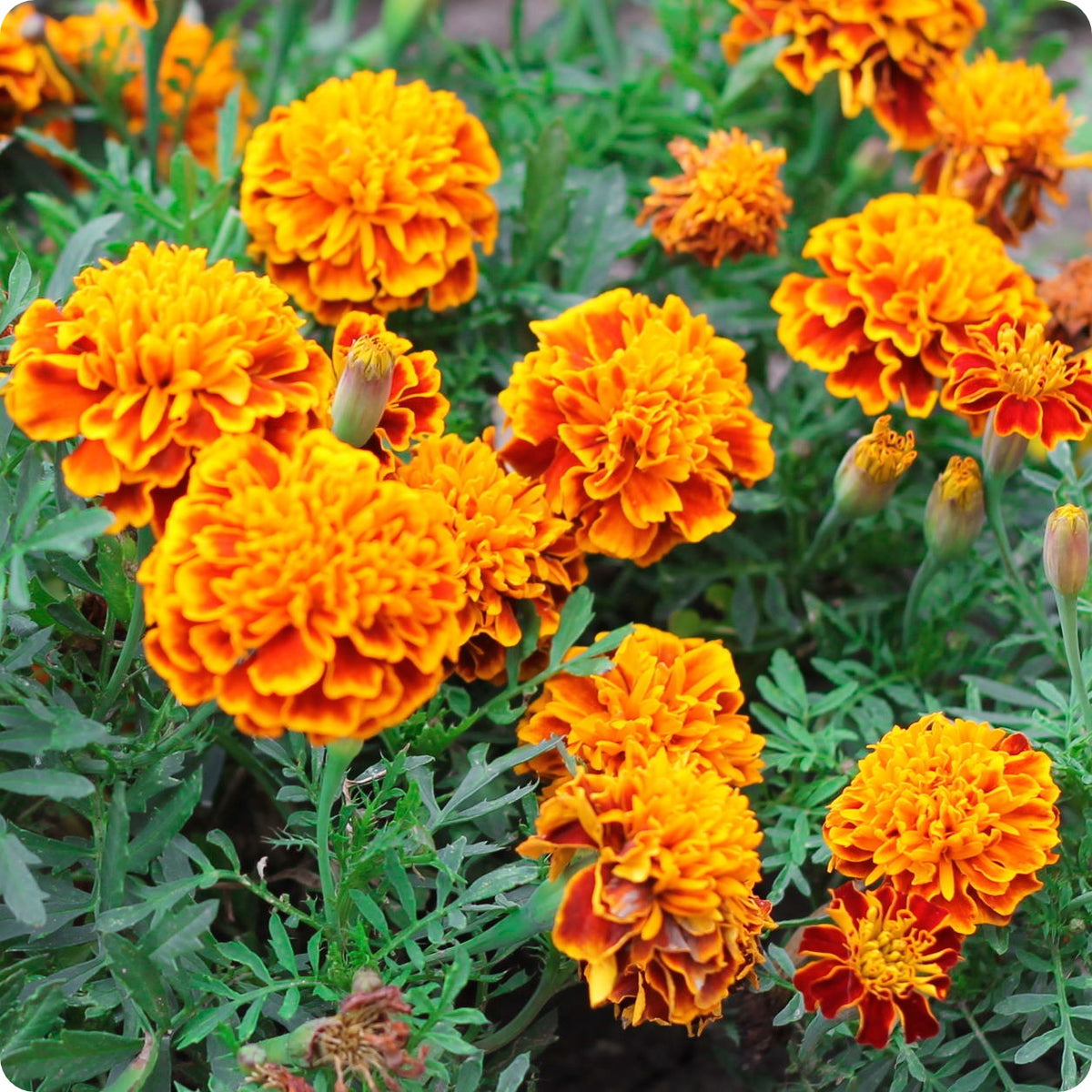 Marigold Seeds French The Incredible Seed Company Ltd