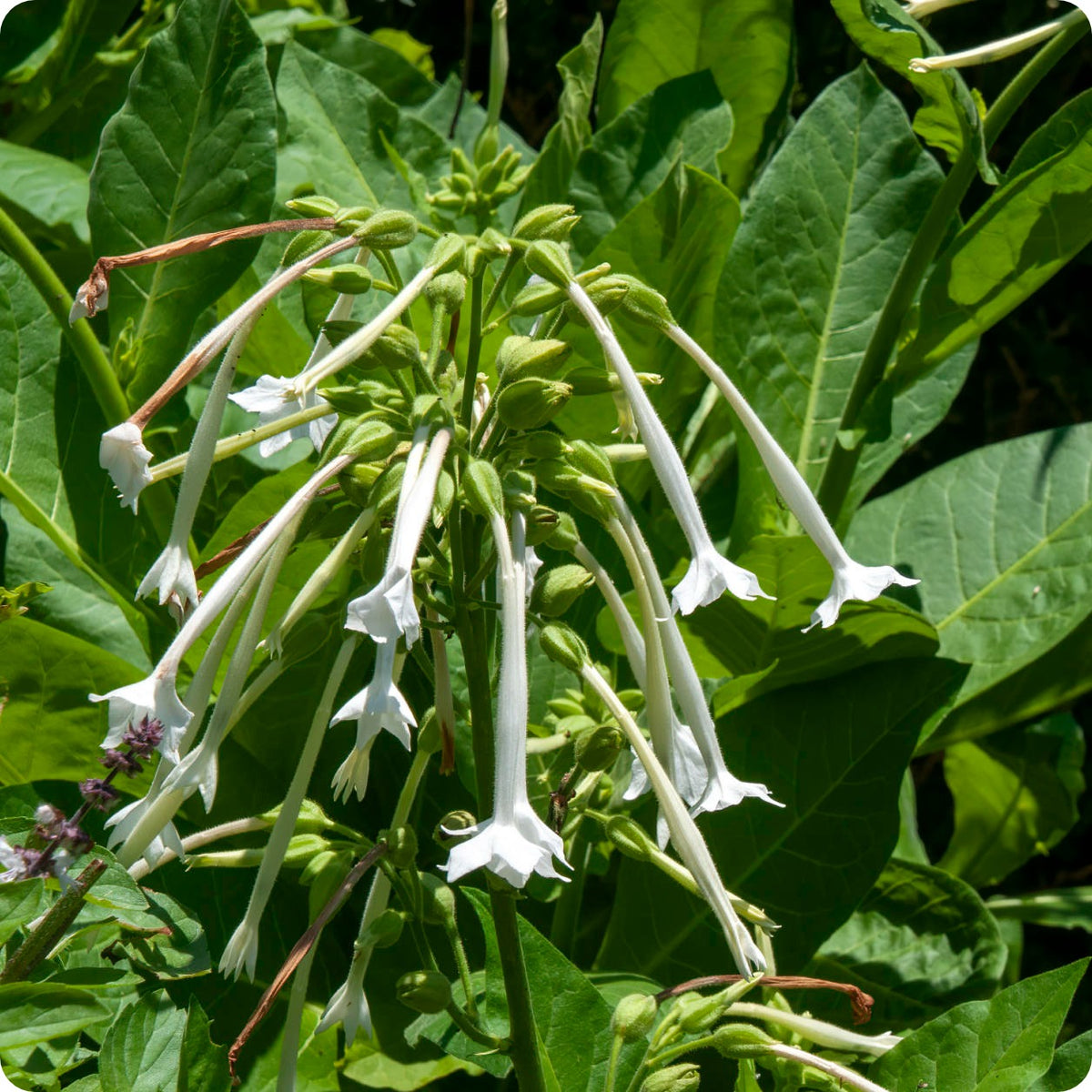 nicotiana sylvestris plants Nicotiana Seeds