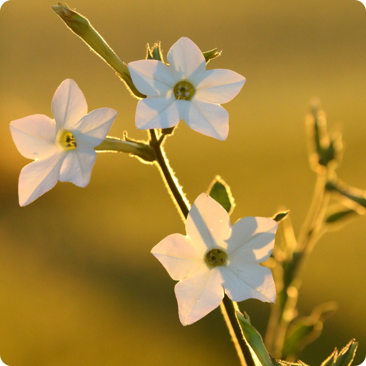 Nicotiana Seeds