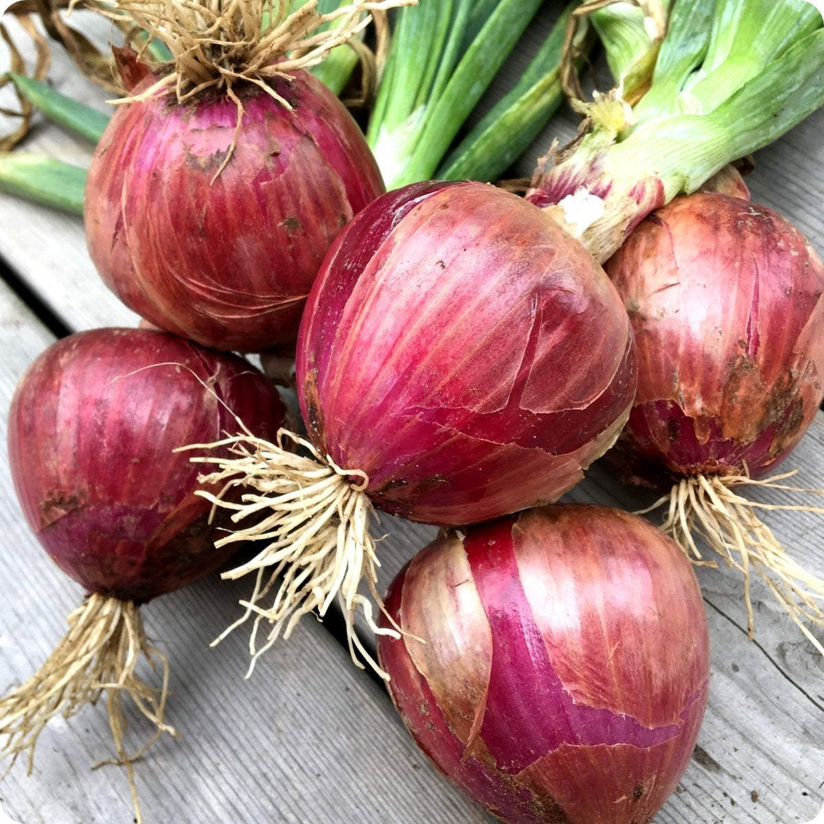 Rossa di Milano' Onion – Experimental Farm Network Seed Store