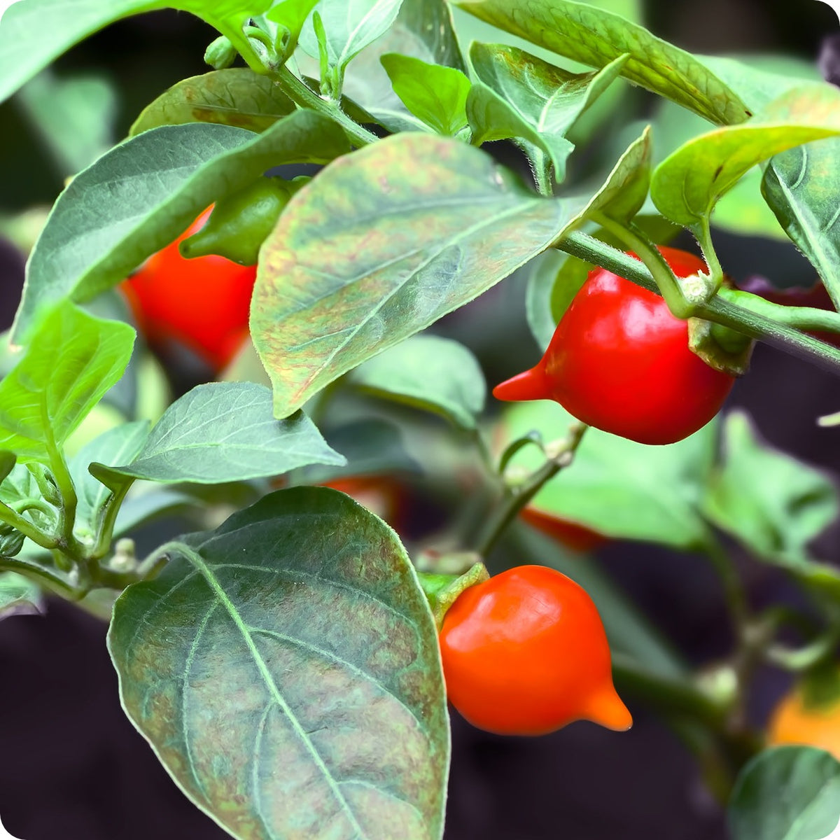 アガベ PECO POCO Pepper Seeds, Hot - Biquinho Red – The Incredible Seed Company Ltd