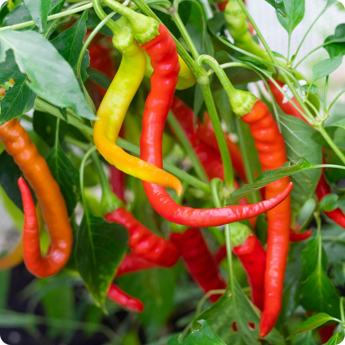 Hot Portugal Pepper