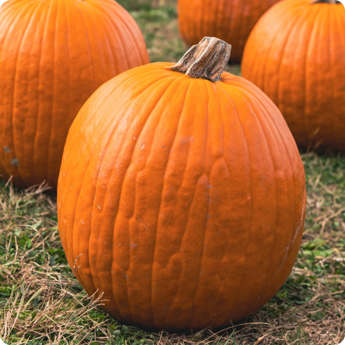 Howden Pumpkin Seeds – Non-GMO Heirloom Vegetable Seeds For Planting