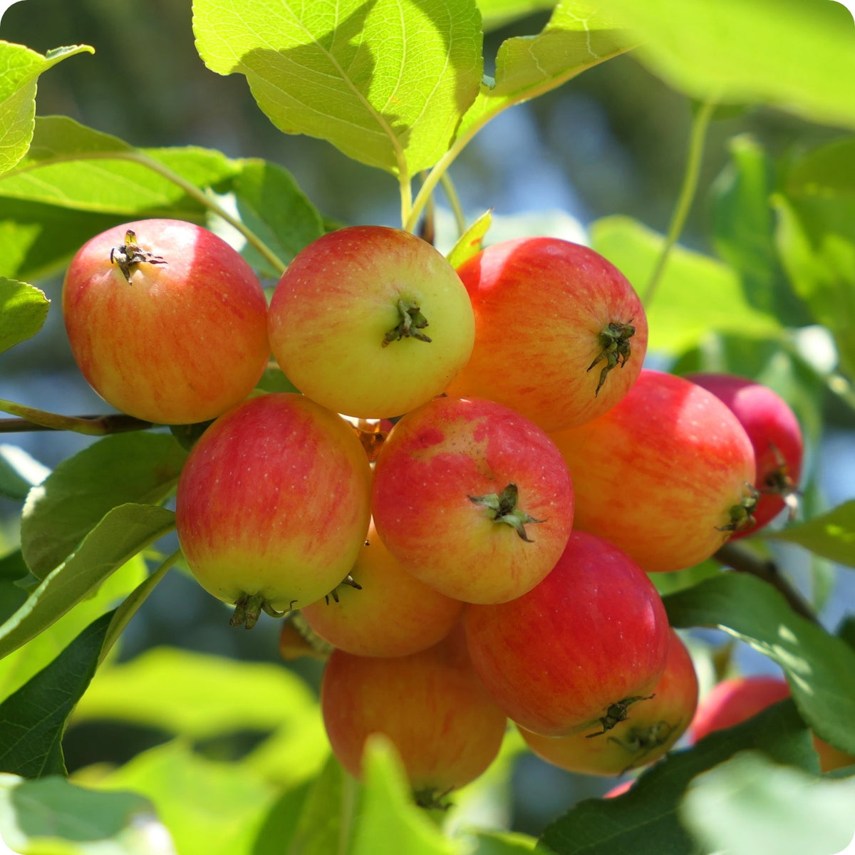 Crabapple Seeds Long Term Effects Dogs Reference: Apple Seeds Siberian Crabapple The Incredible Seed Company Ltd