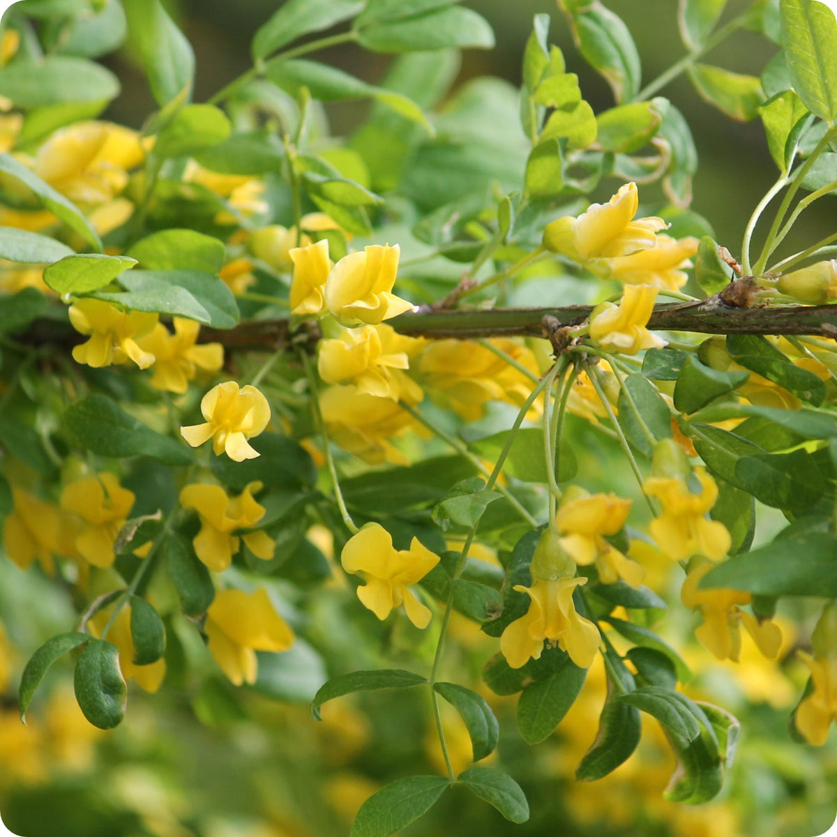 planting caragana seeds Siberian Pea Shrub Seeds – Heirloom Untreated NON-GMO From Canada