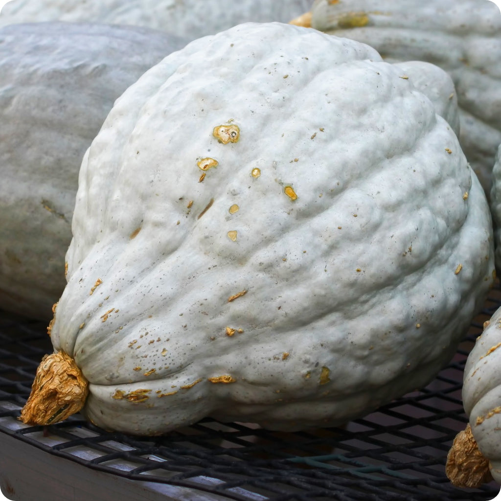 Blue Hubbard Squash Seeds Heirloom Untreated NONGMO From Canada