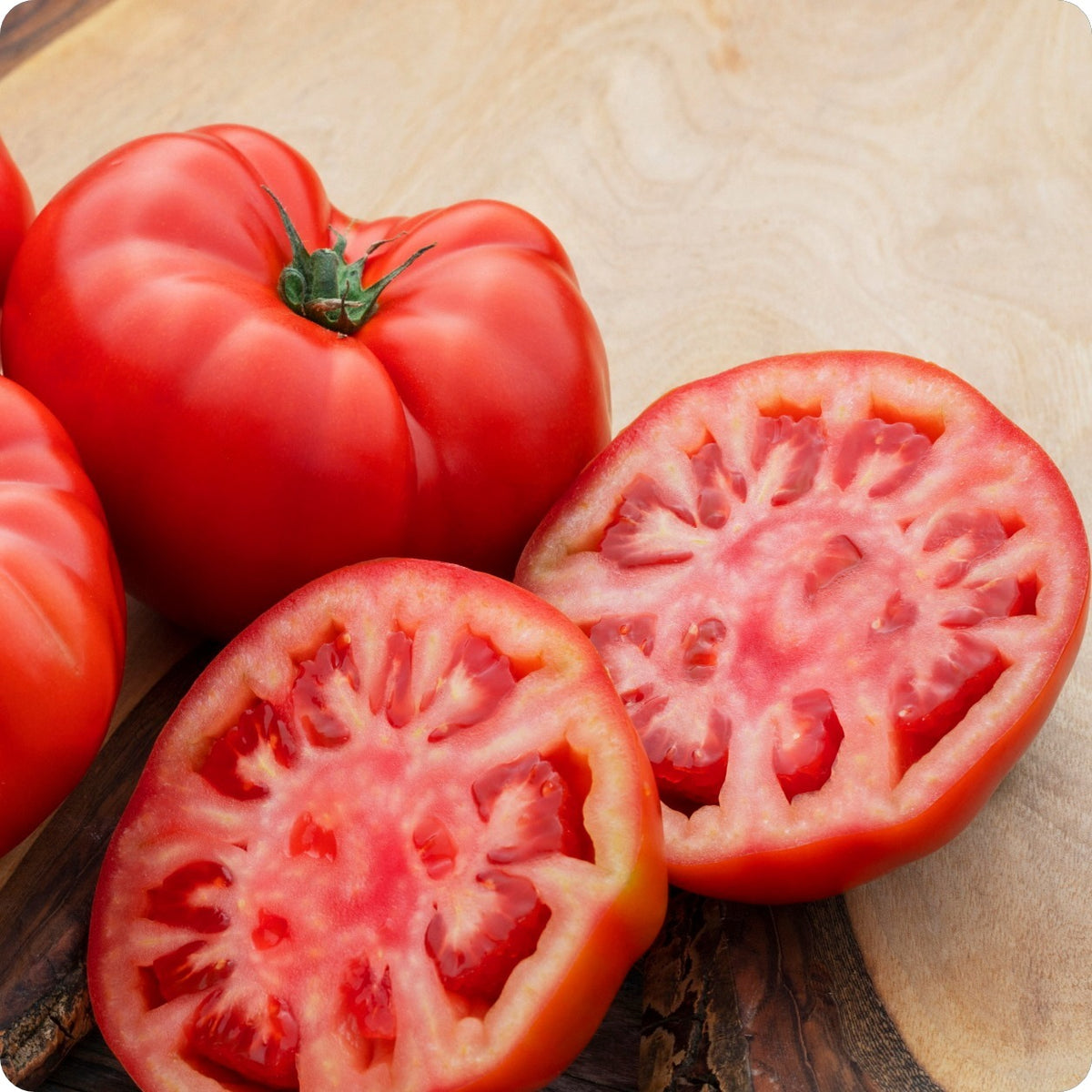 Beefsteak Tomato Quasimodo F1 Beefsteak Tomato Paramount Seeds Inc beefsteak-tomato-quasimodo-f1-beefsteak-tomato-paramount-seeds-inc