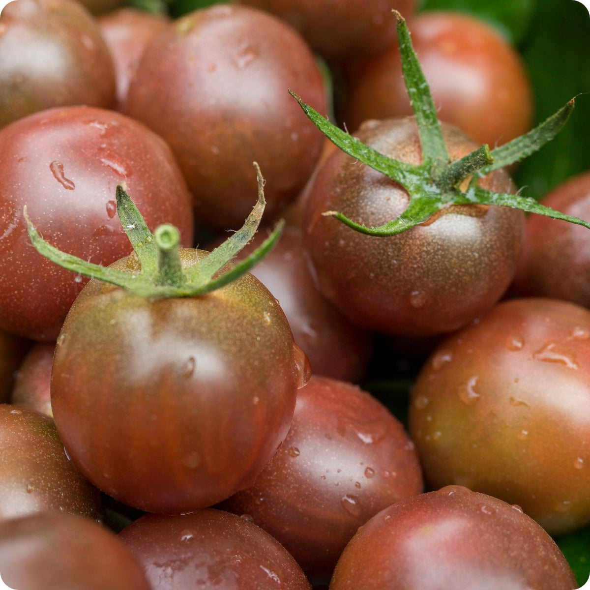 Chocolate Cherry Tomato Seeds – Heirloom Untreated NON-GMO From
