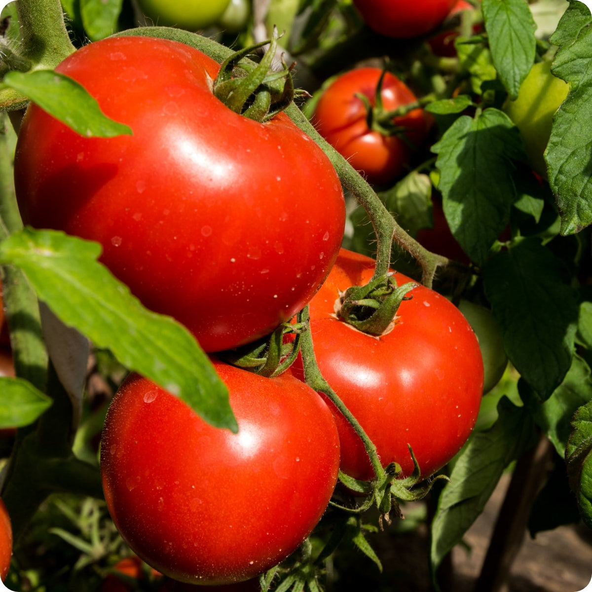 Moskvich Tomato Seeds – Heirloom Untreated NON-GMO From Canada
