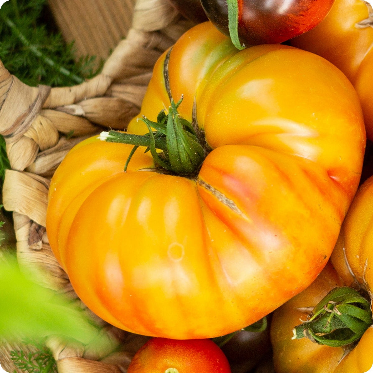 pineapple heirloom tomato plant Pineapple Tomato Seeds – Heirloom Untreated NON-GMO From Canada