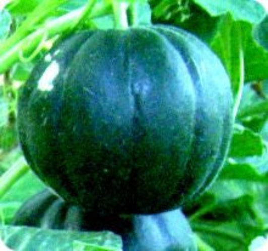 Noir des Carmes Melon