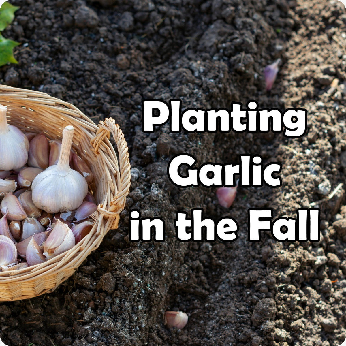 Planting Garlic in the Fall – The Incredible Seed Company Ltd