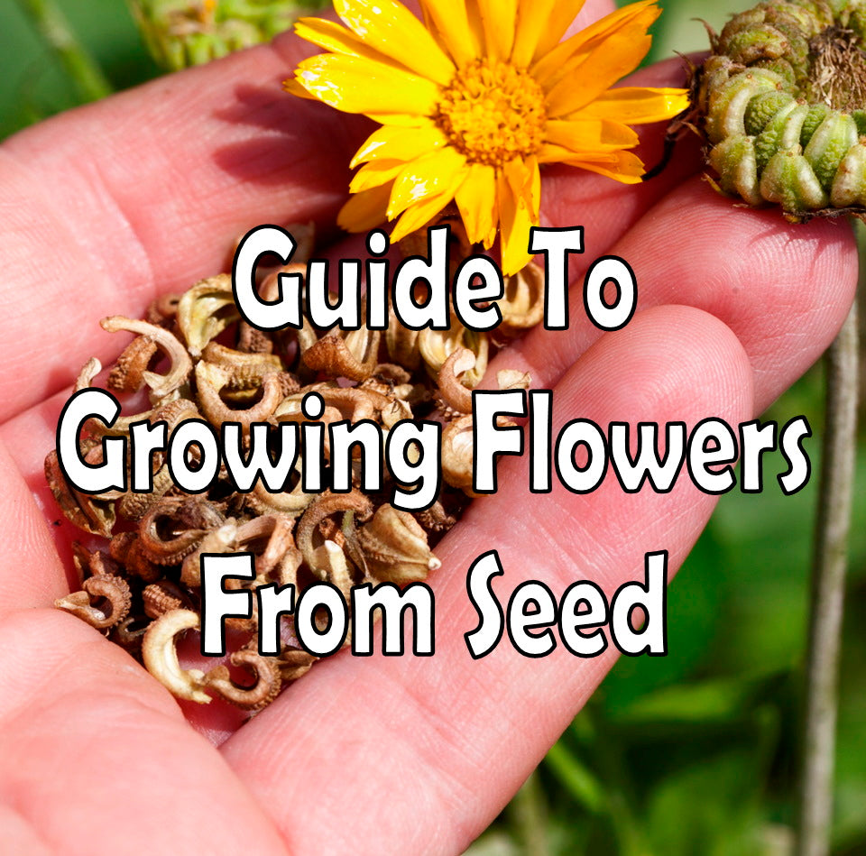 Guide To Growing Flowers From Seed