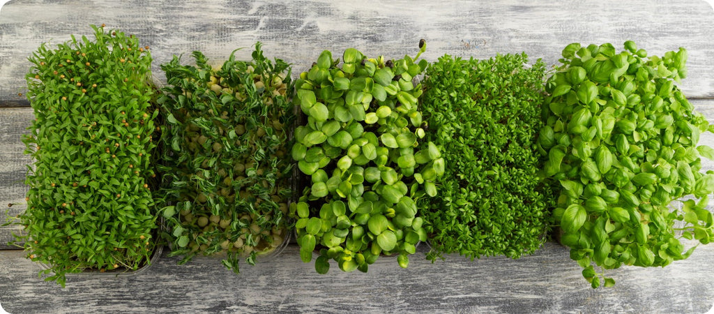 Growing & Eating Microgreens