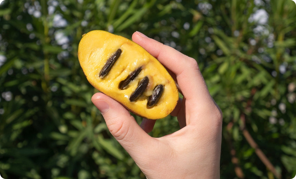 North American Native Trees: The Pawpaw Tree